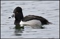 18SB6781 ring-necked duck